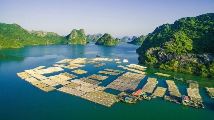 Với sự chỉ đạo của Đảng v&agrave; Nh&agrave; nước c&ugrave;ng với nhận thức của cộng đồng x&atilde; hội về tầm quan trọng của kinh tế xanh, đến nay nền kinh tế Việt Nam đ&atilde; c&oacute; những tiến bộ. Nu&ocirc;i c&aacute; lồng b&egrave; tr&ecirc;n Vịnh Gia Luận-C&aacute;t B&agrave; tạo cảnh quan đẹp thu h&uacute;t du kh&aacute;ch. (Ảnh: Trọng Đạt/TTXVN)