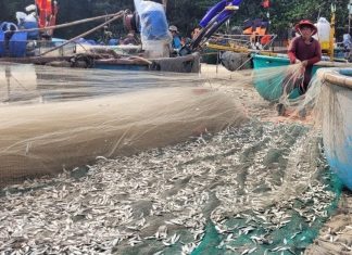 Bà Rịa-Vũng Tàu: Trúng đậm mùa cá trích, nhiều ngư dân phấn khởi Bà Rịa-Vũng Tàu: Trúng đậm mùa cá trích, nhiều ngư dân phấn khởi