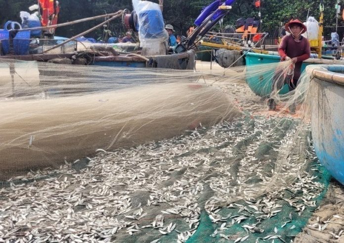 Bà Rịa-Vũng Tàu: Trúng đậm mùa cá trích, nhiều ngư dân phấn khởi Bà Rịa-Vũng Tàu: Trúng đậm mùa cá trích, nhiều ngư dân phấn khởi