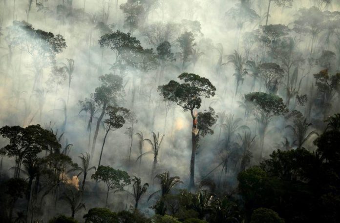 Bảo vệ rừng Amazon-lá phổi xanh của Trái đất