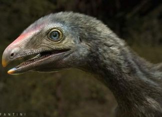 Brazil: Lộ diện sinh vật lạ đuôi khủng long, tay khỉ, đầu chim ăn thịt