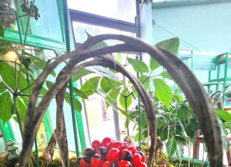 Quảng Nam: Nhiều giải pháp phát triển vùng nguyên liệu sâm Ngọc Linh