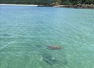 Rùa biển quý xuất hiện tại vùng biển Cô Tô