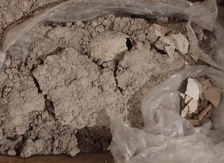 Mexico phát hiện trứng chim hồng hạc hơn 8.000 năm khi xây dựng sân bay