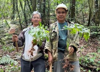 Nông dân miền núi Nam Trà My thoát nghèo từ loại cây ‘quốc bảo’ Nông dân miền núi Nam Trà My thoát nghèo từ loại cây 'quốc bảo'