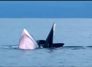 Ngỡ ngàng hình ảnh cá voi liên tục xuất hiện tại vùng biển Cô Tô