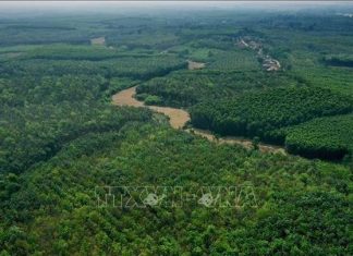 Đẩy nhanh quá trình cải thiện rừng, sử dụng đất bền vững