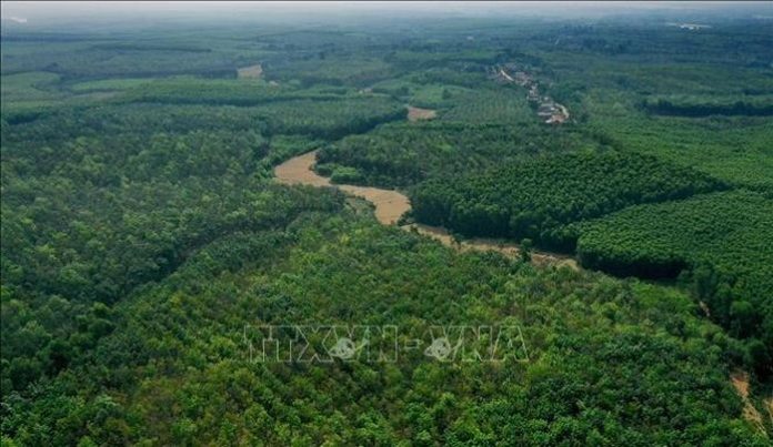 Đẩy nhanh quá trình cải thiện rừng, sử dụng đất bền vững Đẩy nhanh quá trình cải thiện rừng, sử dụng đất bền vững