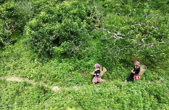 Dien tich che Shan tuyet tai xa Suoi Giang min - Huyền tích những cây chè cổ thụ trên đỉnh Suối Giàng