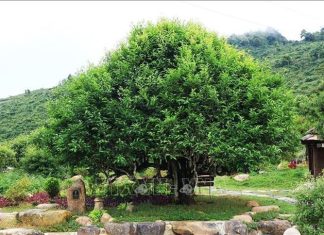 Huyền tích những cây chè cổ thụ trên đỉnh Suối Giàng