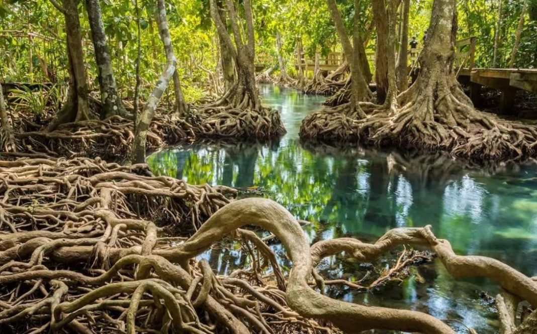 Rừng ngập mặn: 'Lá chắn' giúp ứng phó với biến đổi khí hậu