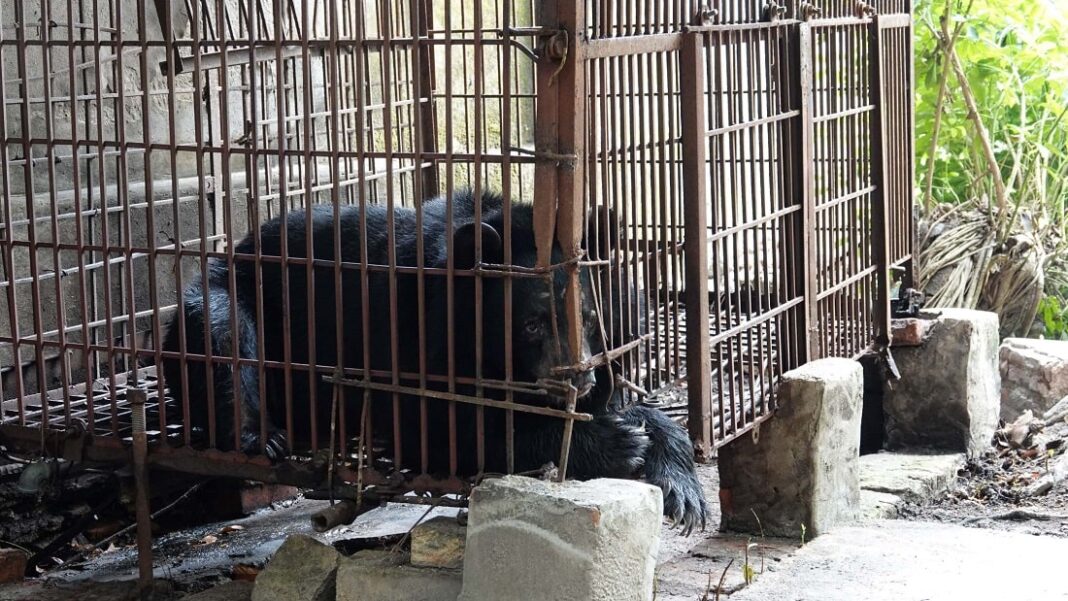 Cứu hộ cá thể gấu cuối cùng tại Hải Dương về 'ngôi nhà gấu' Việt Nam