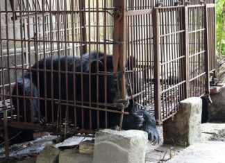 Cứu hộ cá thể gấu cuối cùng tại Hải Dương về 'ngôi nhà gấu' Việt Nam