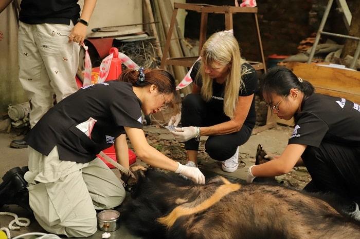2 min 38 - Cứu hộ cá thể gấu cuối cùng tại Hải Dương về 'ngôi nhà gấu' Việt Nam