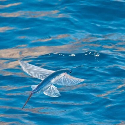 3 min 22 420x420 - Độc lạ loài cá biết bay chỉ có ở vùng biển miền Trung, Việt Nam