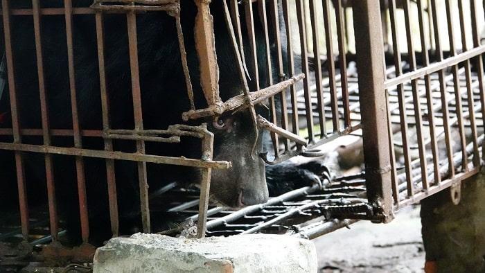 3 min 36 - Cứu hộ cá thể gấu cuối cùng tại Hải Dương về 'ngôi nhà gấu' Việt Nam