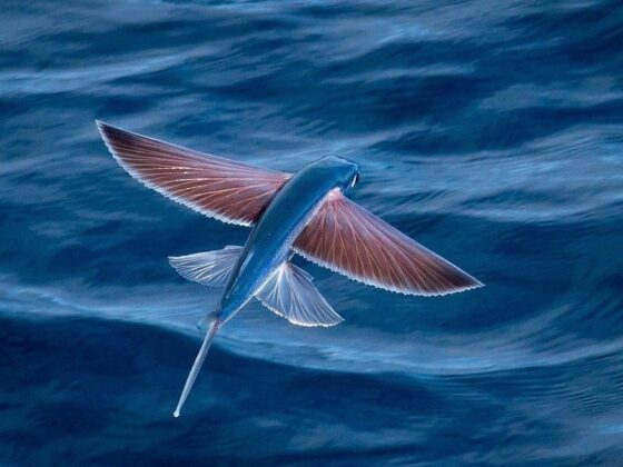 4 min 22 560x420 - Độc lạ loài cá biết bay chỉ có ở vùng biển miền Trung, Việt Nam