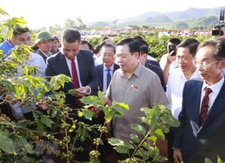 Chủ tịch Quốc hội chứng kiến cuộc thi hái càphê tại Sơn La