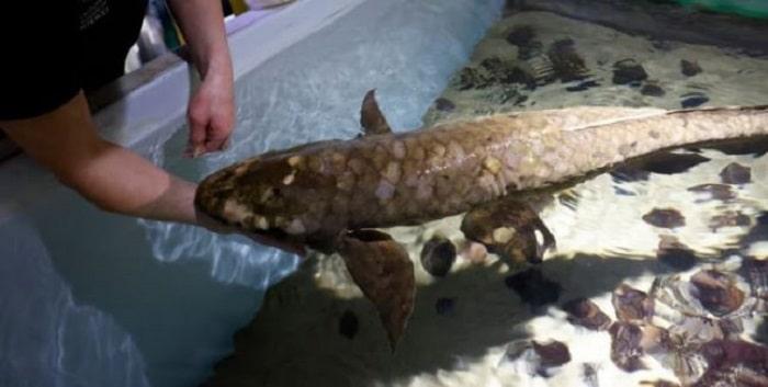 Methuselah Chu ca phoi lon tuoi nhat the gioi 2 min - Gặp gỡ Methuselah, con cá cảnh có tuổi đời lớn nhất thế giới