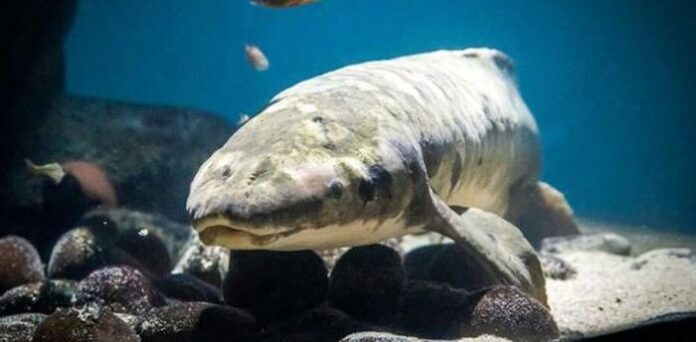 Gặp gỡ Methuselah, con cá cảnh có tuổi đời lớn nhất thế giới
