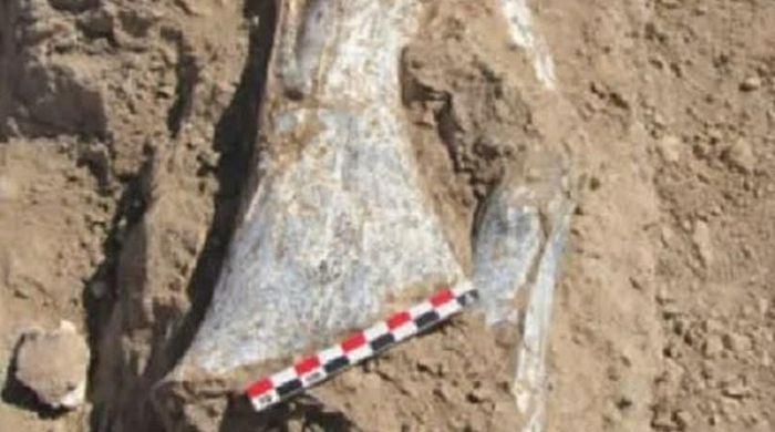 hoa thach dong vat nien dai 10 trieu nam - Iran: Phát hiện khu vực chứa hóa thạch động vật niên đại 10 triệu năm
