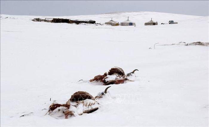 Gia suc chet do tuyet bao phu tai Sergelen Soum - Bão tuyết làm 46 người mất tích tại Mông Cổ