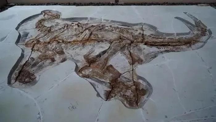 Mot bo hoa thach khung long min - Trung Quốc phục hồi hóa thạch khủng long có niên đại hơn 130 triệu năm