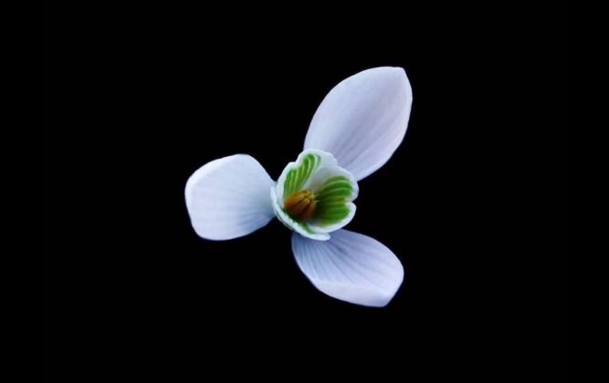 3 min 49 667x420 - Truyền thuyết về loài hoa tượng trưng cho niềm hy vọng