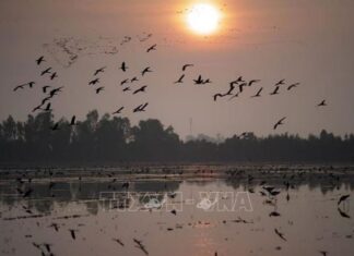 Đàn cò bay lượn, tìm thức ăn trên cánh đồng gần vùng đệm của Vườn Quốc gia Tràm Chim, thuộc huyện Tam Nông, tỉnh Đồng Tháp.