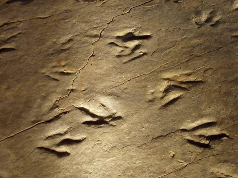 Dau chan hoa thach 3 min - Dấu chân hóa thạch tiết lộ một loài động vật bí ẩn có bàn chân giống chim