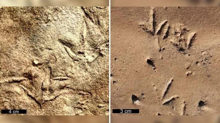 Dau chan hoa thach min - Dấu chân hóa thạch tiết lộ một loài động vật bí ẩn có bàn chân giống chim