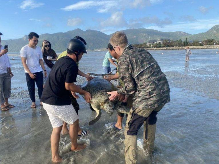 Rua xanh nang 80kg mac can 2 min - Rùa xanh nặng 80kg mắc cạn ở Côn Đảo được cứu hộ