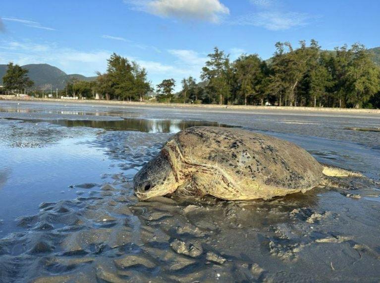 Rua xanh nang 80kg mac can min - Rùa xanh nặng 80kg mắc cạn ở Côn Đảo được cứu hộ