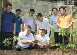 ‘Sâm Ngọc Linh trên đất Sơn La – Từ Quốc bảo trở thành sinh kế’ 'Sâm Ngọc Linh trên đất Sơn La - Từ Quốc bảo trở thành sinh kế'