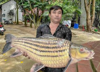 Cần Thơ: Ngư dân bắt được cá trà sóc khủng, quý hiếm trên sông Hậu