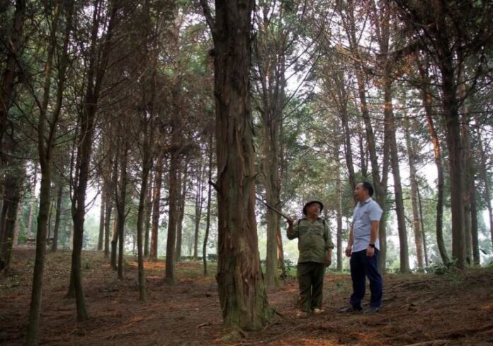 Việt Nam thu gần 1.250 tỷ đồng trong lần đầu tiên bán tín chỉ carbon rừng