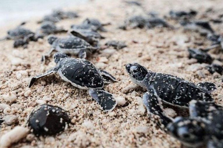 Hon Bay Canh 2 min - Lạc vào thiên đường 'sản sinh' rùa biển độc nhất vô nhị ở Việt Nam