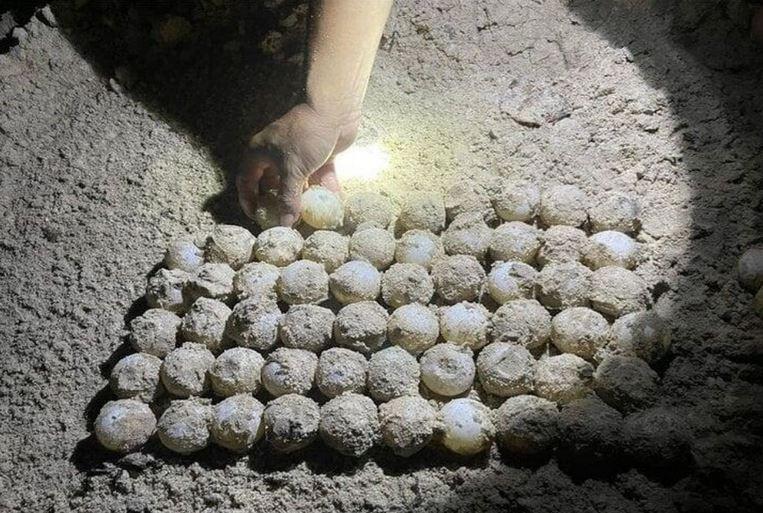 Hon Bay Canh 3 min - Lạc vào thiên đường 'sản sinh' rùa biển độc nhất vô nhị ở Việt Nam