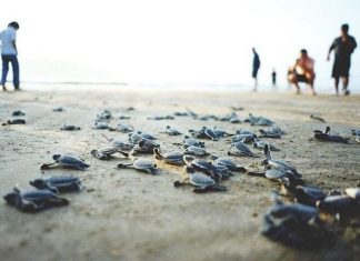 Lạc vào thiên đường 'sản sinh' rùa biển độc nhất vô nhị ở Việt Nam