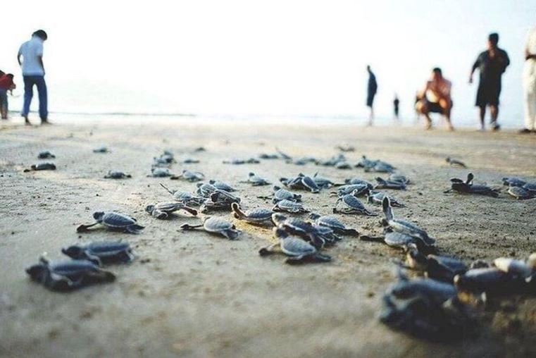 Hon Bay Canh 4 min - Lạc vào thiên đường 'sản sinh' rùa biển độc nhất vô nhị ở Việt Nam