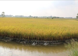 Nông dân vùng lúa – tôm vui đón Tết vì giá lúa tăng cao kỷ lục Nông dân vùng lúa – tôm vui đón Tết vì giá lúa tăng cao kỷ lục