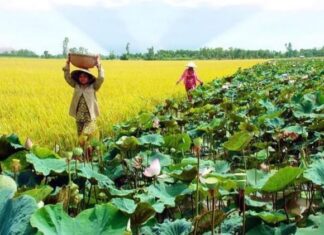 Phê duyệt Quy hoạch tỉnh Đồng Tháp thời kỳ 2021 - 2030, tầm nhìn 2050