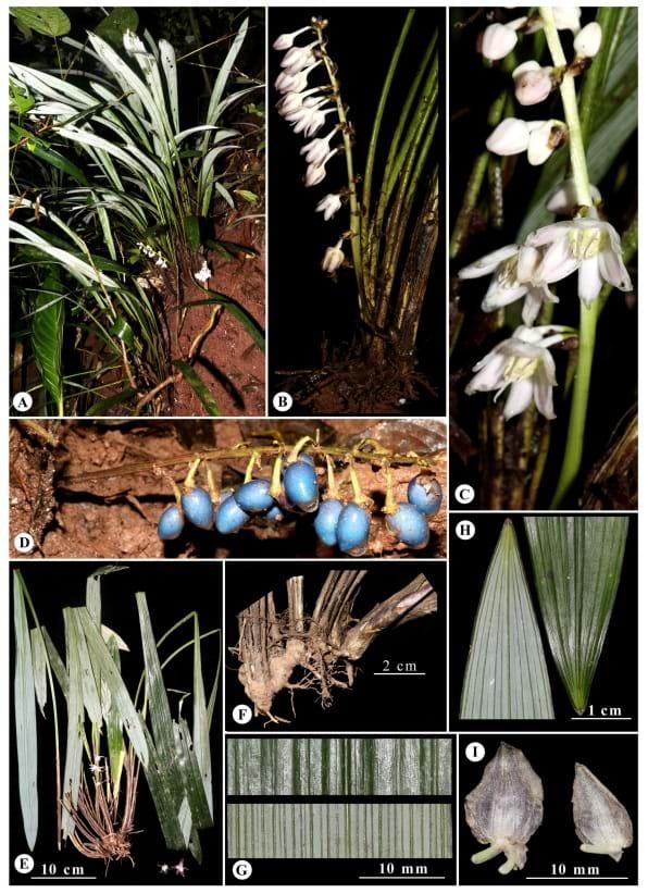 Them 83 loai thuc vat moi 2 - Thêm 83 loài thực vật mới được phát hiện tại Việt Nam