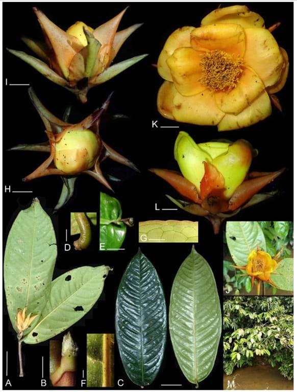 Them 83 loai thuc vat moi 3 - Thêm 83 loài thực vật mới được phát hiện tại Việt Nam