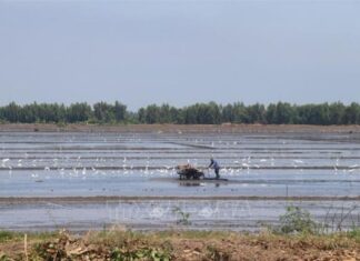 Xuống giống nhanh vụ lúa Đông Xuân
