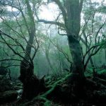 dao Yakushima 2 min 150x150 - Khám phá đảo Yakushima, dấu tích còn lại của một khu rừng cổ ôn đới