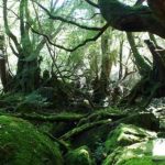 dao Yakushima 3 min 150x150 - Khám phá đảo Yakushima, dấu tích còn lại của một khu rừng cổ ôn đới