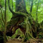 dao Yakushima 4 min 150x150 - Khám phá đảo Yakushima, dấu tích còn lại của một khu rừng cổ ôn đới