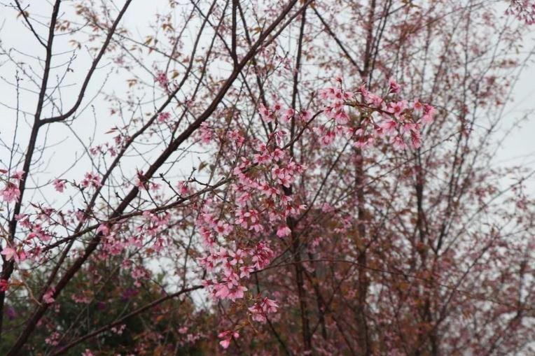 thi tran Hoa Anh Dao min - Phát triển Măng Đen thành thị trấn Hoa Anh Đào, bốn mùa hoa nở
