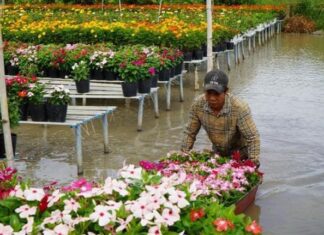 Tri ân tiền nhân và tôn vinh người trồng hoa, kiểng Sa Đéc